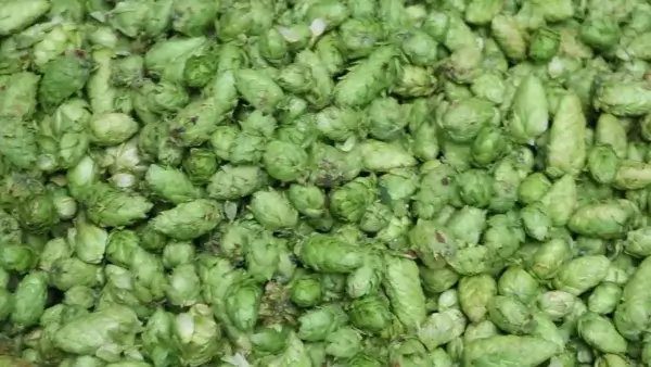 Houblon en cônes Brewstock