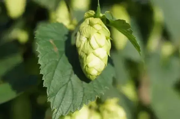 Houblon, culture, récolte